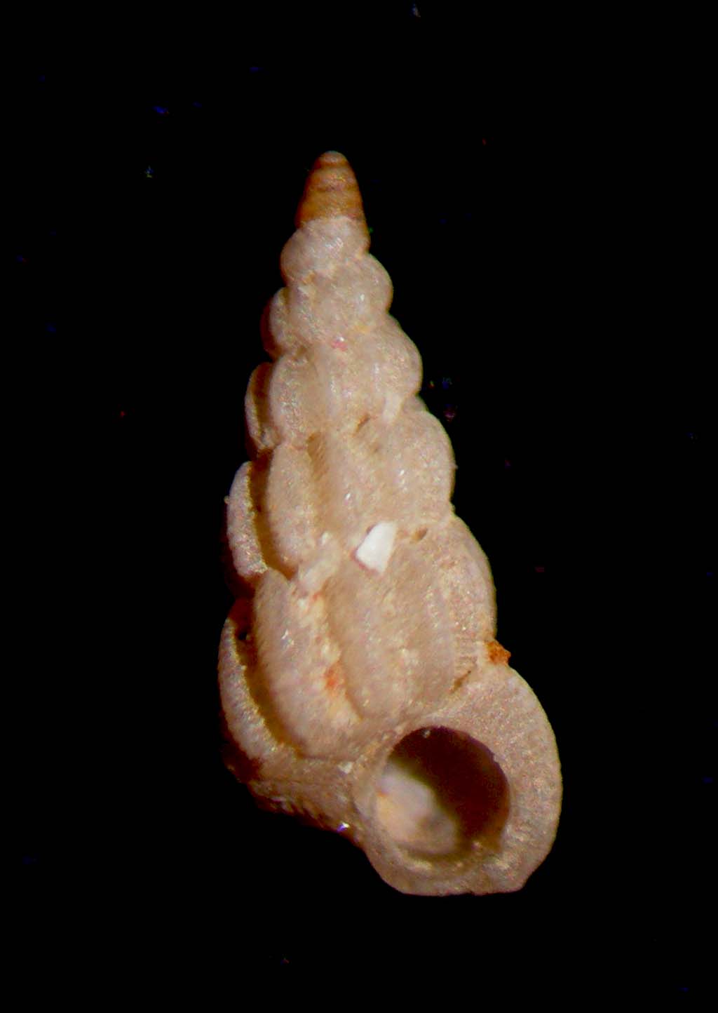 Punctiscala cerigottana
